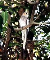 Cockatiel
