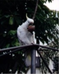 Cockatoo eating passionfruit
