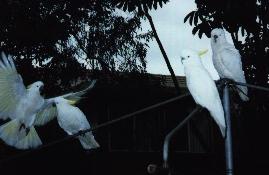 Cockatoos