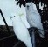 Click for Cockatoos & Eastern Rosella