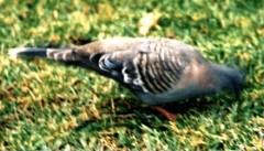 Crested Pigeon