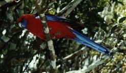 Crimson Rosella