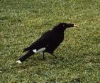 Currawong