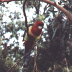 Eastern Rosella