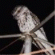Click for Frogmouth & Boobook Owl