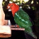 Click for King Parrots