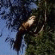 Click for Koel & Pacific Black Duck