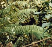 Male Koel