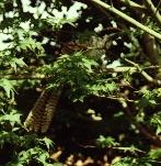Female Koel