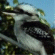 Click for Kookaburra & Crimson Rosella