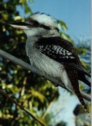 Kookaburra