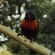 Click for Rainbow Lorikeets