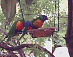 Lorikeets