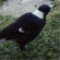 Click for Magpie & Currawong
