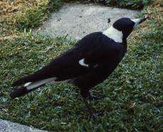 Magpie