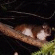 Click for Possum & Noisy Miner
