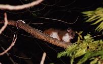 Ringtail Possum
