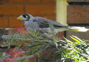 Noisy Miner (Small)