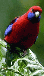 Crimson Rosella