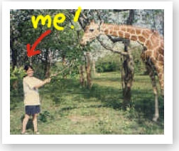 feeding a giraffe on the reserve
