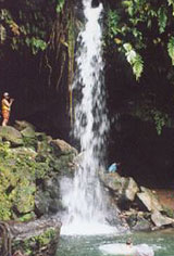 Rainforest - Dominica 