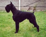 Ar�n Xangal, Schnauzer Gigante Negro