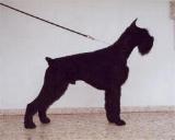 Ar�n Xangal, Schnauzer Gigante Negro