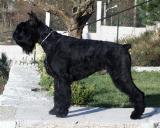 Ar�n Xangal, Schnauzer Gigante Negro
