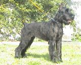 Bora Black Xangal, cachorra con 7 meses, el d�a 20-09-2003; Schnauzer Gigante Negro