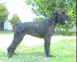 Bora Black Xangal, cachorra con 7 meses, el d�a 20-09-2003; Schnauzer Gigante Negro