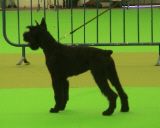 Bora Black Xangal, cachorra con 7 meses; en la XXI Monogr�fica Nacional del schnauzer, el 20-09-2003; Schnauzer Gigante Negro