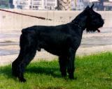 Vessel, Schnauzer Gigante Negro