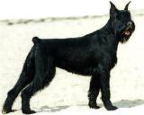 Sexy Xangal, Schnauzer Gigante Negro