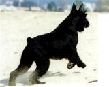Sexy Xangal, Schnauzer Gigante Negro