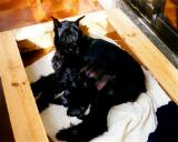 Sexy Xangal, Schnauzer Gigante Negro