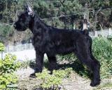 Hydra Xangal, Schnauzer Gigante Negro