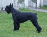 Hydra Xangal, Schnauzer Gigante Negro