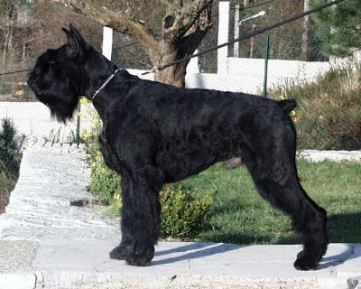 Schnauzer Gigante Aron Xangal