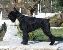 Ar�n Black Xangal