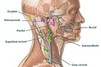 чертежи dwg классической мебели