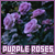 Las rosas son moradas las violetas azules... na tambien son moradas