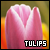 Tulipanes