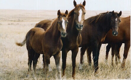 Some Block Horses