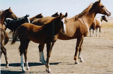 Some Block Horses