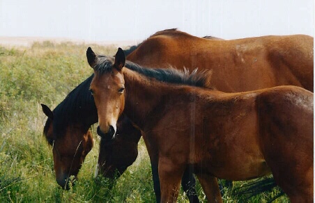 Some Block Horses
