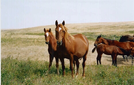 Horses