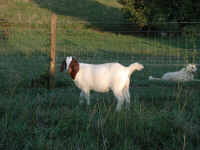 100% BOER