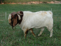100% BOER