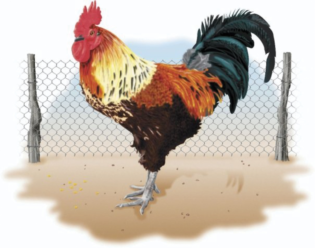rooster