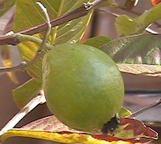 guava